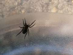 Gnaphosidae