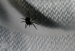 Gnaphosidae