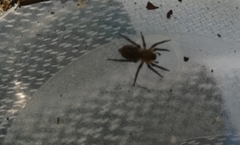 Gnaphosidae