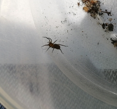 Gnaphosidae