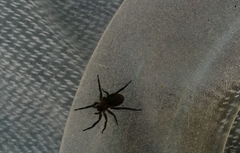 Gnaphosidae