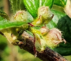Cotoneaster dielsianus
