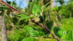 Cotoneaster dielsianus