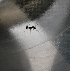 Myrmica