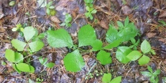 Rubus arcticus