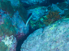 Anampses neoguinaicus