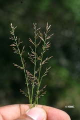 Eragrostis capuronii image