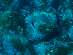 Anampses neoguinaicus