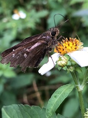 Caltoris cahira austeni