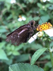 Caltoris cahira austeni