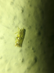 Protalebrella conica