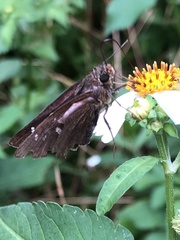 Caltoris cahira austeni