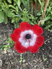 Anemone coronaria
