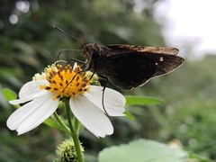 Caltoris cahira austeni