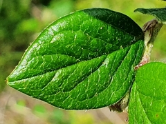 Cotoneaster dielsianus