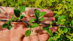 Cotoneaster dielsianus