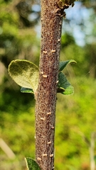 Cotoneaster dielsianus