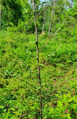 Cotoneaster dielsianus