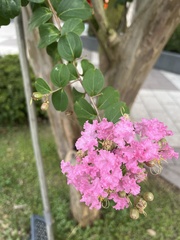 Lagerstroemia indica
