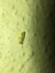 Protalebrella conica