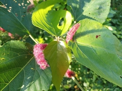 Acalypha hispida