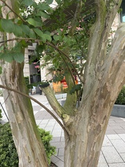 Lagerstroemia indica