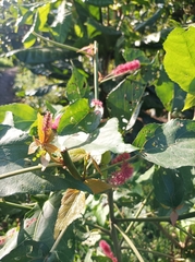 Acalypha hispida