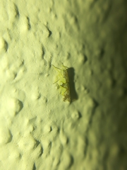 Protalebrella conica