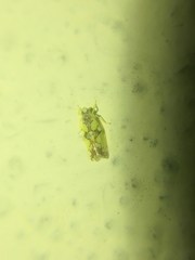 Protalebrella conica