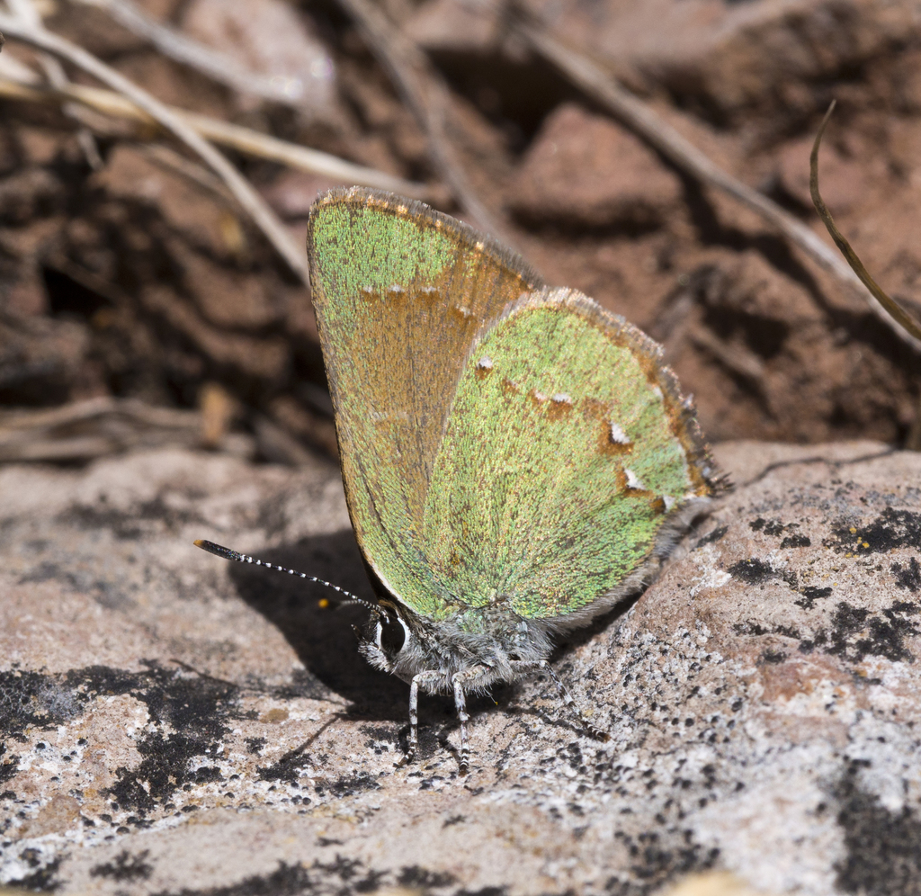 Western Green Hairstreak