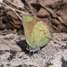 Callophrys affinis apama - Photo no rights reserved, uploaded by Robb Hannawacker