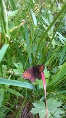 Erebia epiphron
