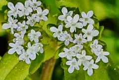 Valerianella