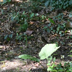 Erithacus rubecula