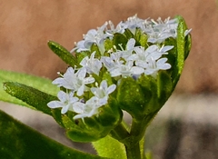 Valerianella
