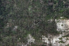 Encephalartos altensteinii