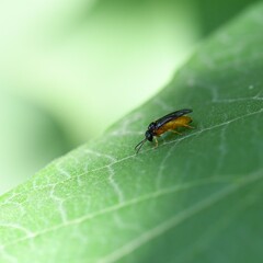 Monophadnus spinolae