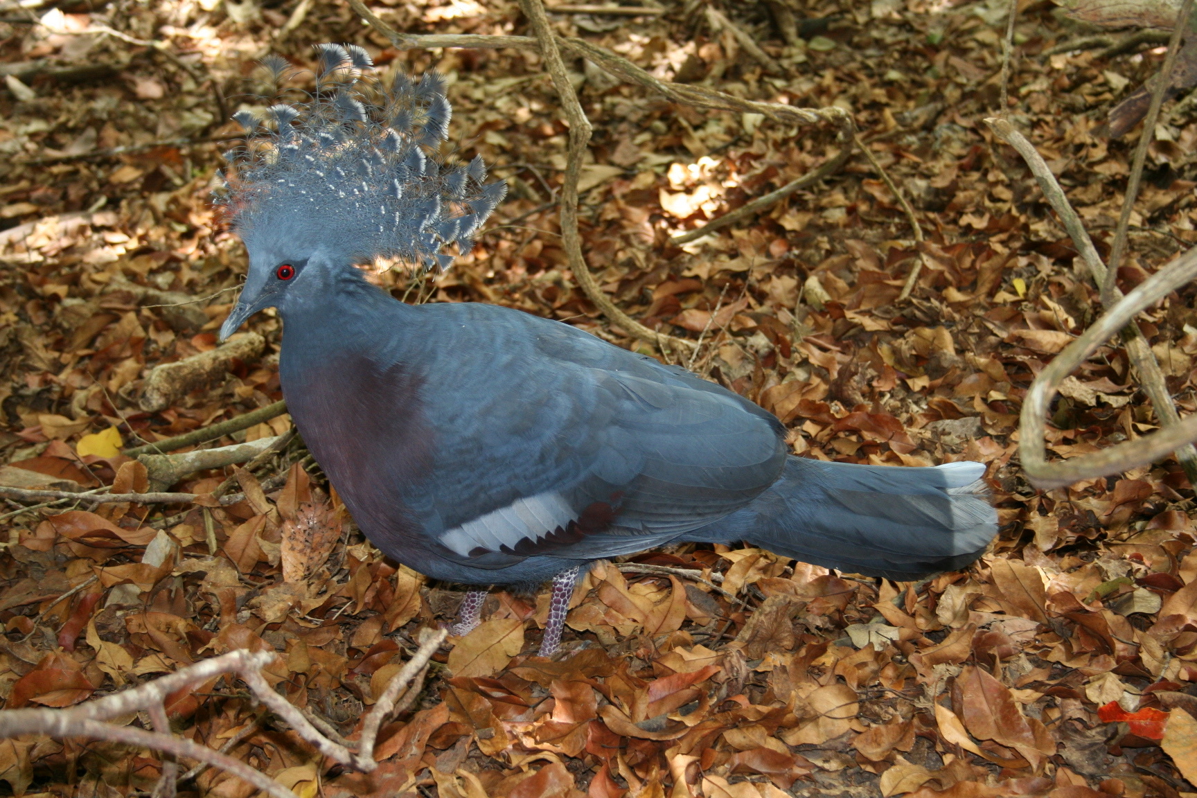 Victoria crowned pigeon - Wikipedia