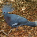 Victoria Crowned-Pigeon - Photo (c) jblatchly, some rights reserved (CC BY-NC)
