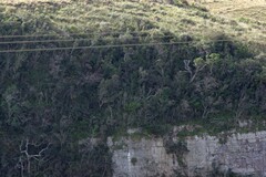 Encephalartos altensteinii