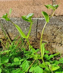 Valerianella