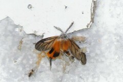 Himantopterus