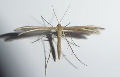 Pterophorus innotatalis