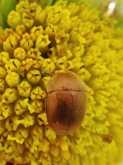 Cychramus luteus