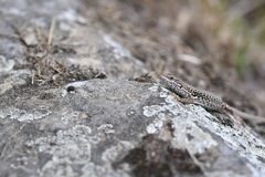Podarcis muralis
