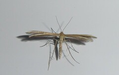 Pterophorus innotatalis