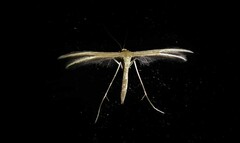 Pterophorus innotatalis