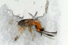 Himantopterus