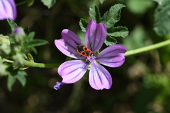 Pyrrhocoris apterus