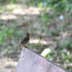 Erithacus rubecula